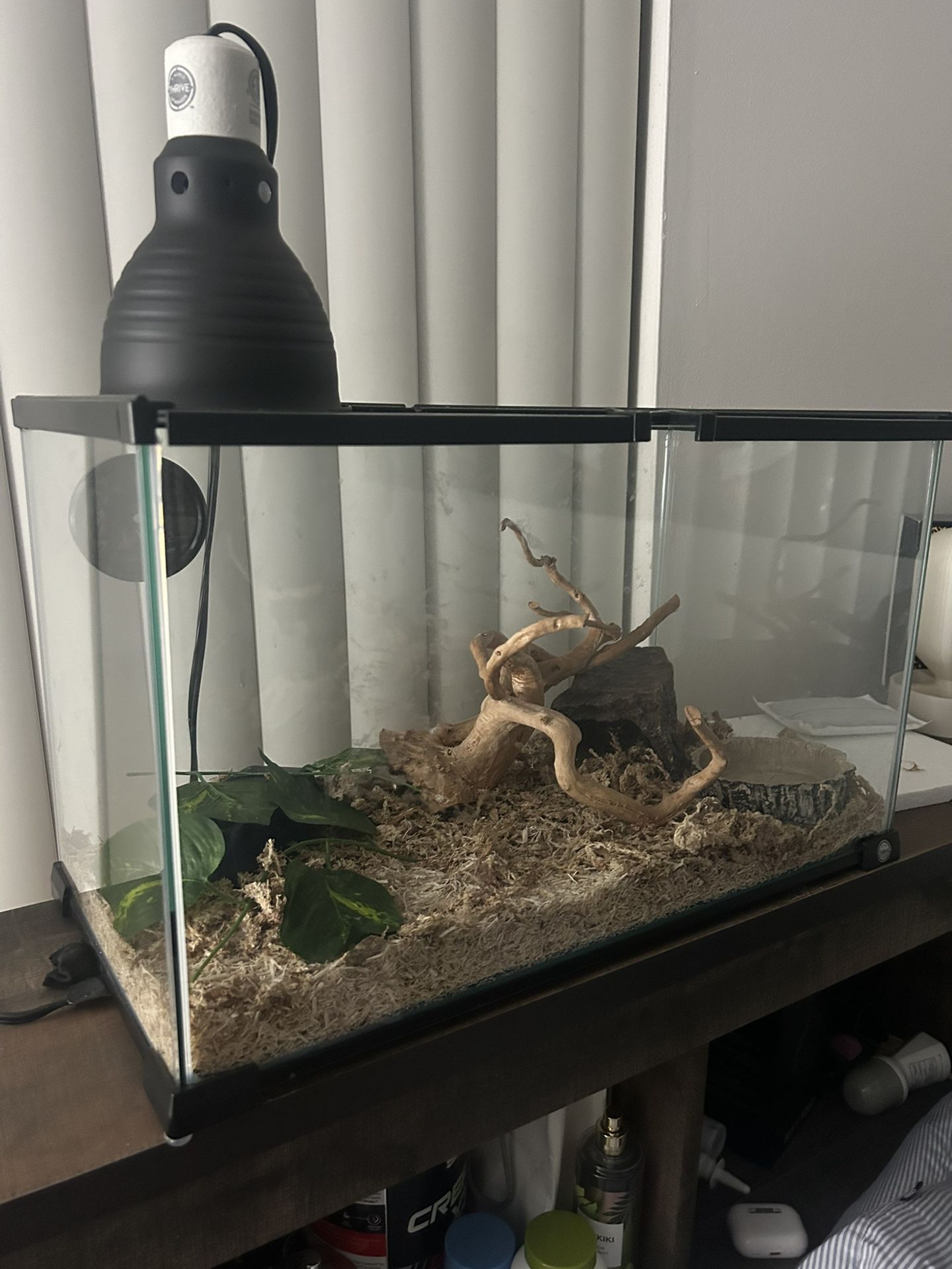 Baby Ball Python Setup