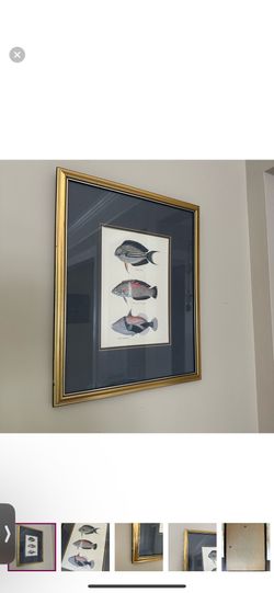 Vintage Fish Print In Gold Frame