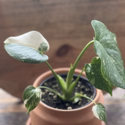 Monstera Thai constellation 