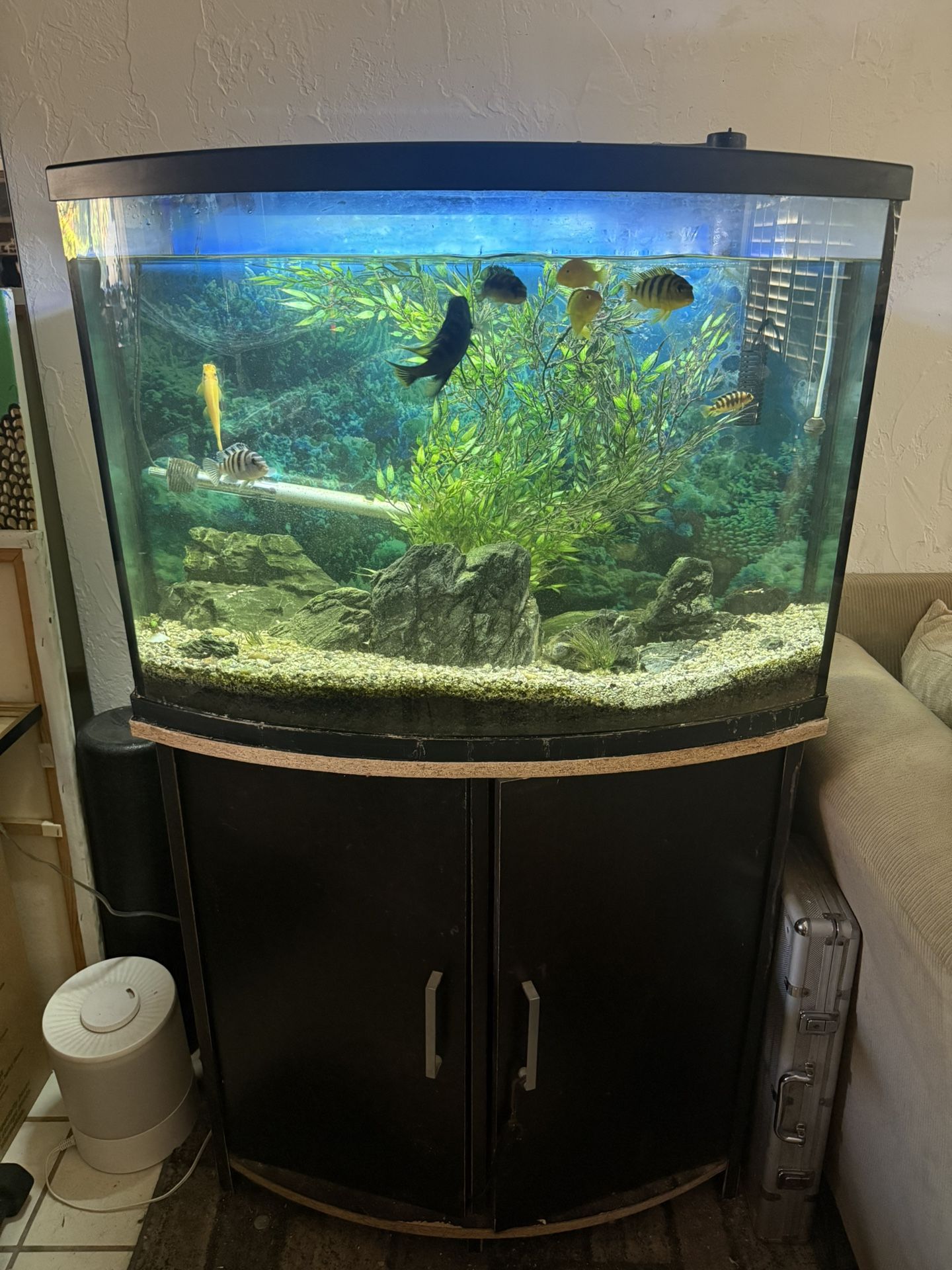 36g Tank Fish And Stand
