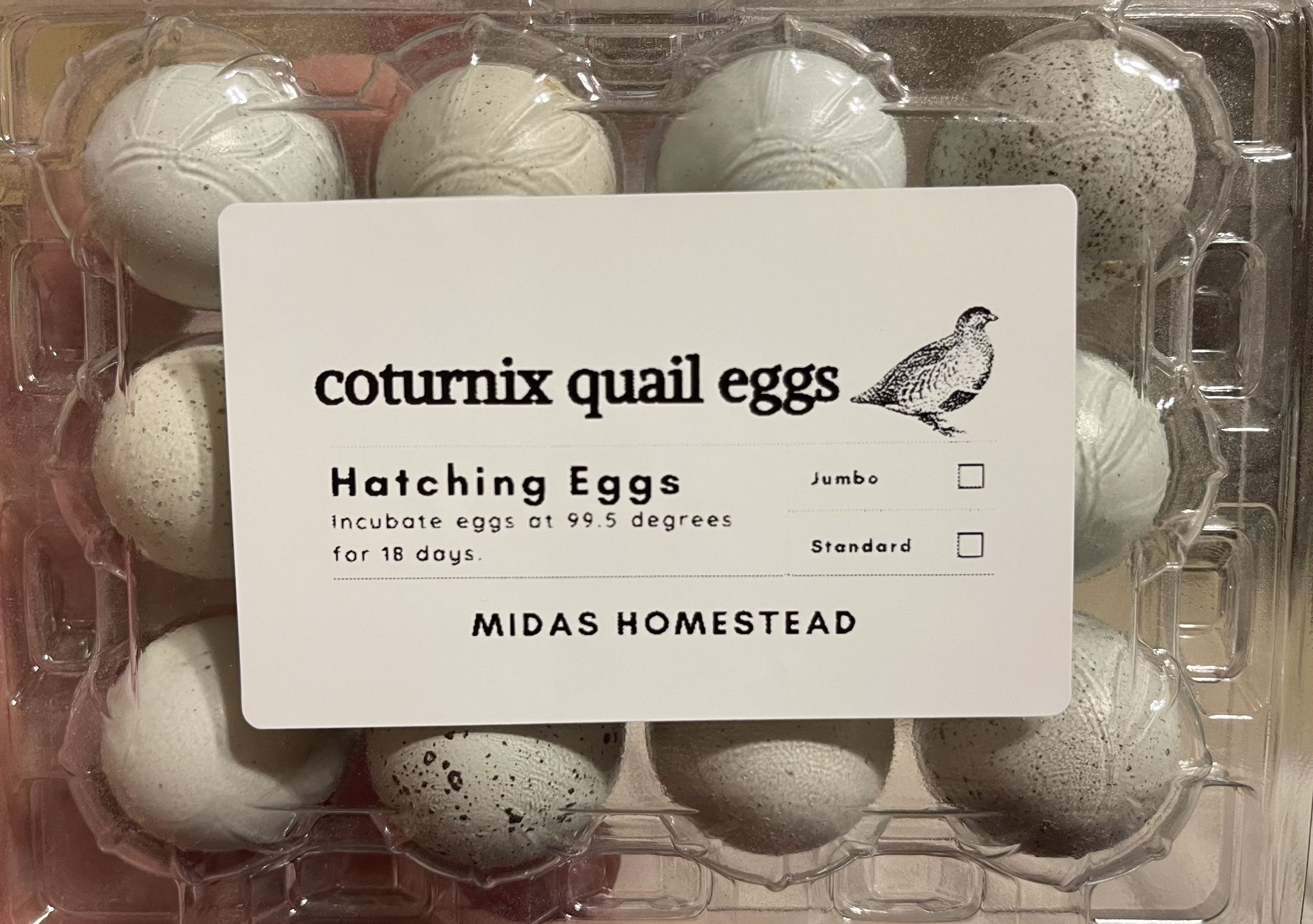 30 Celadon Coturnix HATCHING 🪺