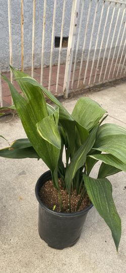 Aspidastra variegated 5 gallons