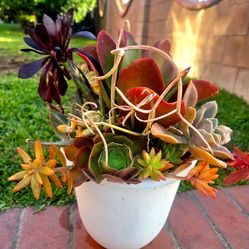 Decoration Suculents Plants Mix