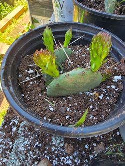 Eastern prickly pear cactus (nopal) price vary, el precio varia