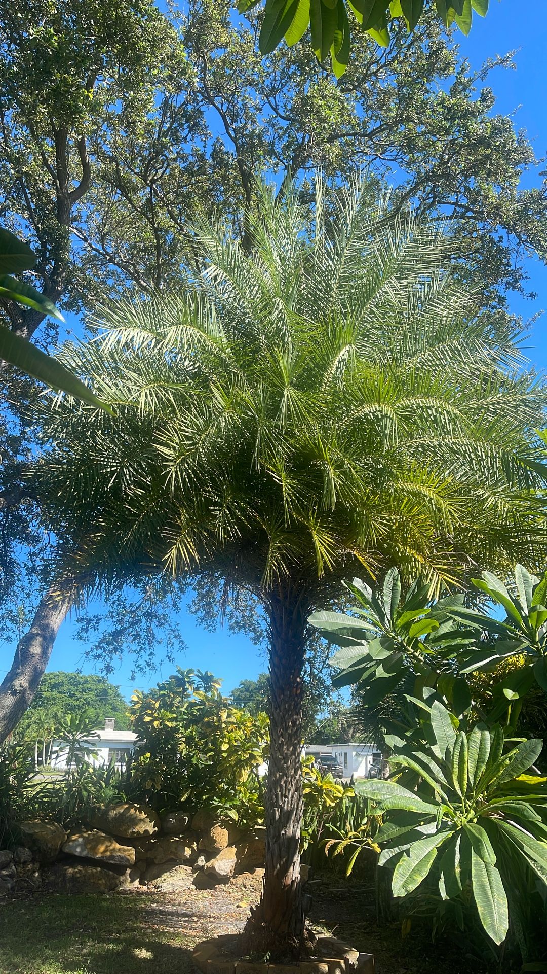 35 Ft Sylvester Palm Tree