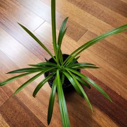 Spider Indoor Plant, Easy Care, Excellent Air Purifier 