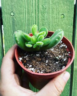 Bear Paw Succulent
