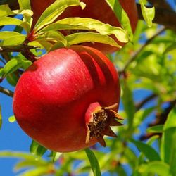 1 Gallon 2 Feet Pomegranate Fully Rooted Plant Punica Granatum