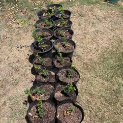 Oak Trees 8 Months Old 