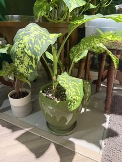 Dieffenbachia potted plant