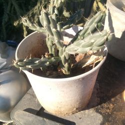 Jumping Cola Cactus Succulents