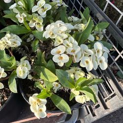 Euphorbia Milli ( Corona De Cristo) Everblooming 