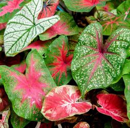Caladium 6” Pot