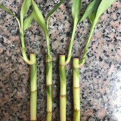 Lucky Bamboo Plant Single Stalk /  Indoor Plant/ House Plant  Flower Patio Garden 
