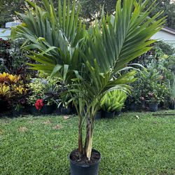 CHRISTMAS PALM (7 Gallon Pot Double or Triple) Keep landscape attractive.