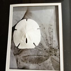 Sand Dollar Photo 