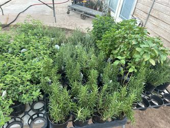 Herbs and winter vegetables