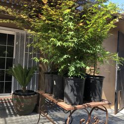 Japanese Maples 4 Feet Tall 5 Gallons 