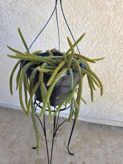 🦋🌿🌵 Rattail Cactus 🌵🦋🌱