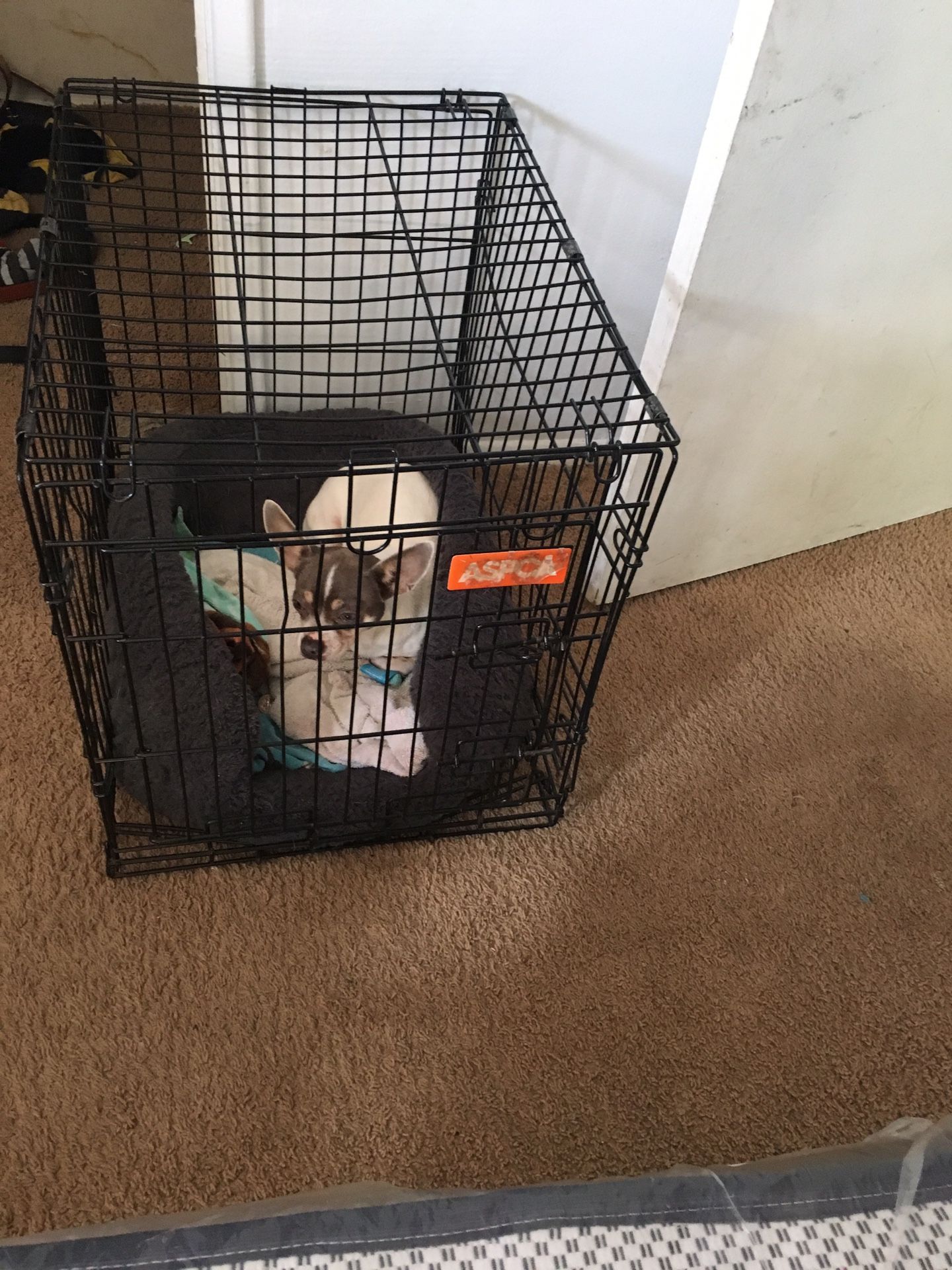 XL dog crate