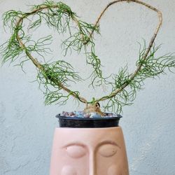 Bowiea volubilis (Rare Plant)