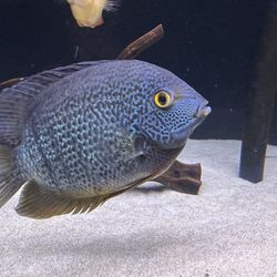 Fish Tank Decor