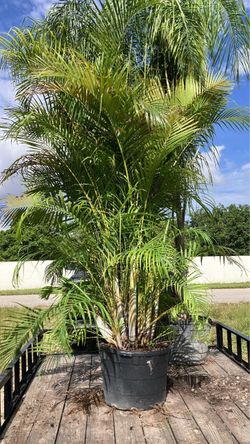 Areca Palm trees 🌴