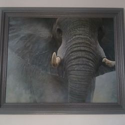 Elephant portrait