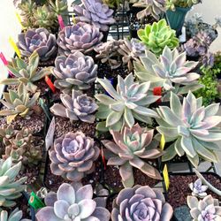 Succulents $5 to $40. Please Read Description 