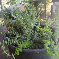 Succulent (Crassula perforata)
