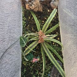 Cryptanthus Bivittatus Or Bromeliad With Terrarium Setup 