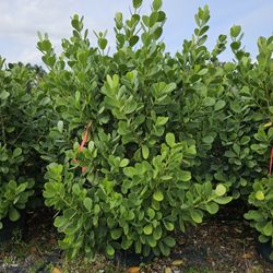 Huge Clusias Over 6 To 7 Feet Tall Full Green  Fertilized  Ready For Planting Instant Privacy Hedge  Same Day Transportation Ask For Prices 