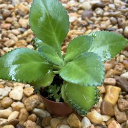 Kalanchoe pinnata - Mother Of Thousands 🪴