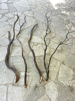 Manzanita Trees Shrubs & Branches