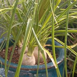 Elefante Food Plants.