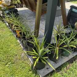 Pineapple Plants 