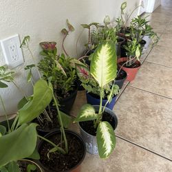 Plants For Sake 10 Each 
