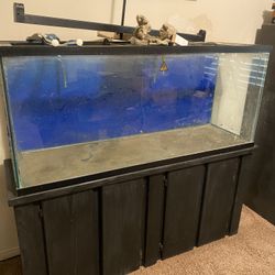 100 Gallon Fish Tank, Stand And Eheim Canister Filter