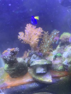 Reef Decorations 