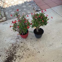 2 Crown Of Thorns Red Color 3 Gallons Flower Pot