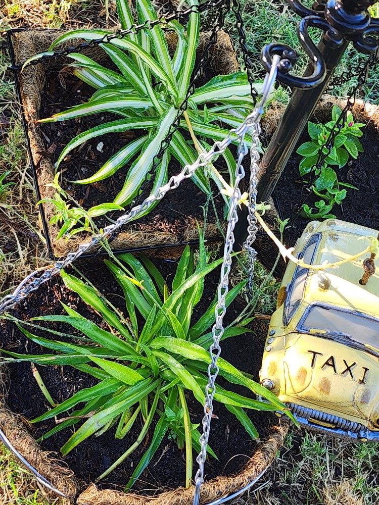 Hanging Spider Plants