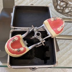 Acadental MP E120 Typodont
