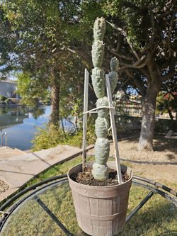 Mexican Cactus Tall 24" 