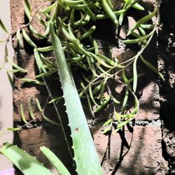 Free Aloe And Succulent Plants 