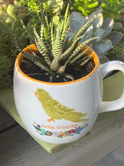 Haworthia plant
