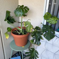 Free monstera plant