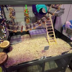 Double Critter Nation Setup