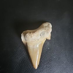 15,000 - 20,000 Yr.Old Petrified Sharks Tooth