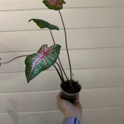 2” Caladium Heart Of Jesus Plant
