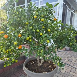Calamondin Orange tree 5 foot tall!  Lots of fruits!!
